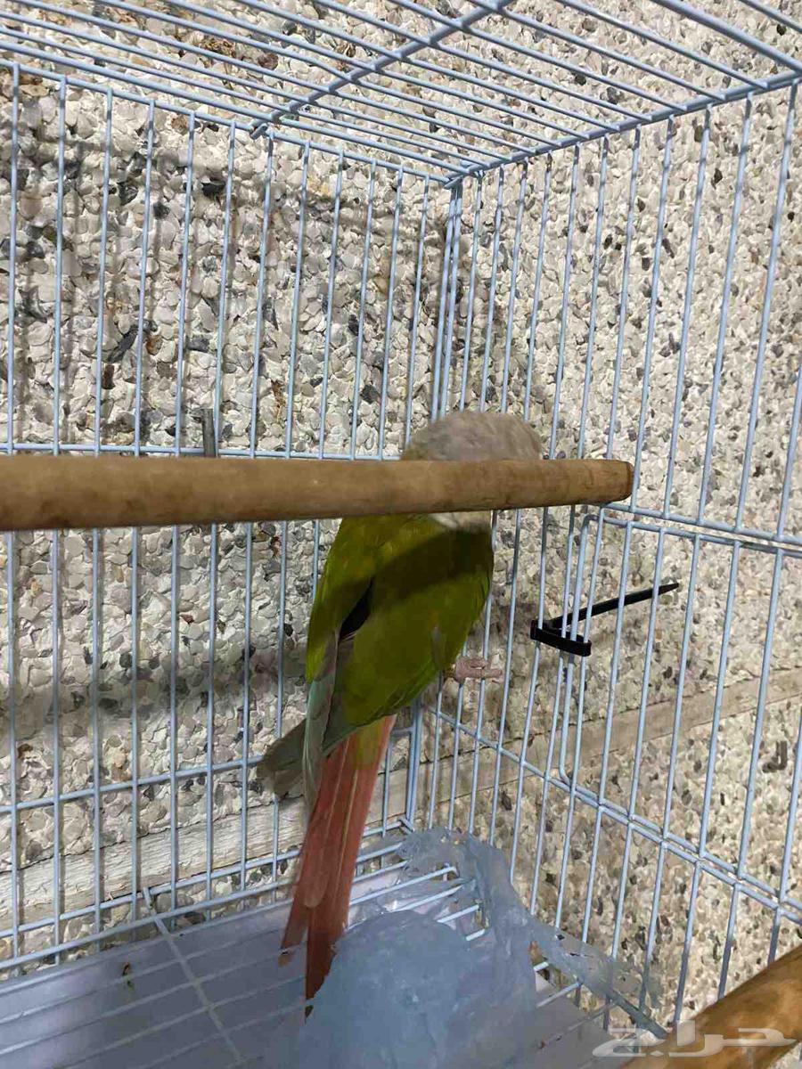 كنيور اناناس ذكر شرط سعر 365ريال64564629545730110