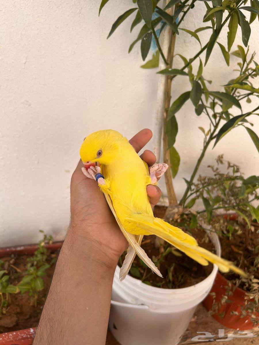 ذكر دره هولندي لاتينو أليف وهدد ومتكلم فاخر64563494370563110