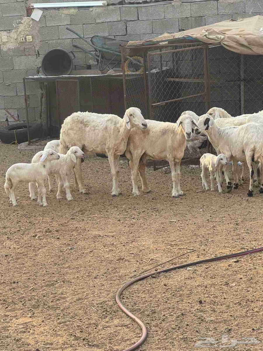 Khulfat sheep64556084815618111