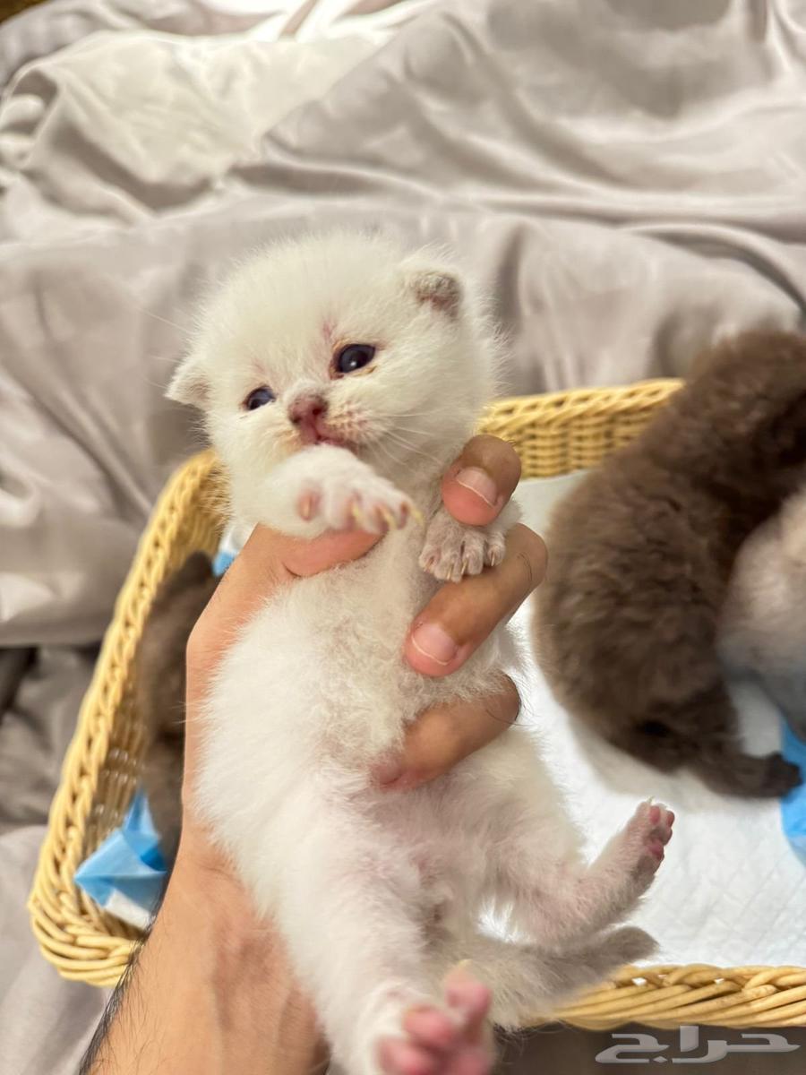 سكوتش فولد و ستريت للبيع64568393355905111