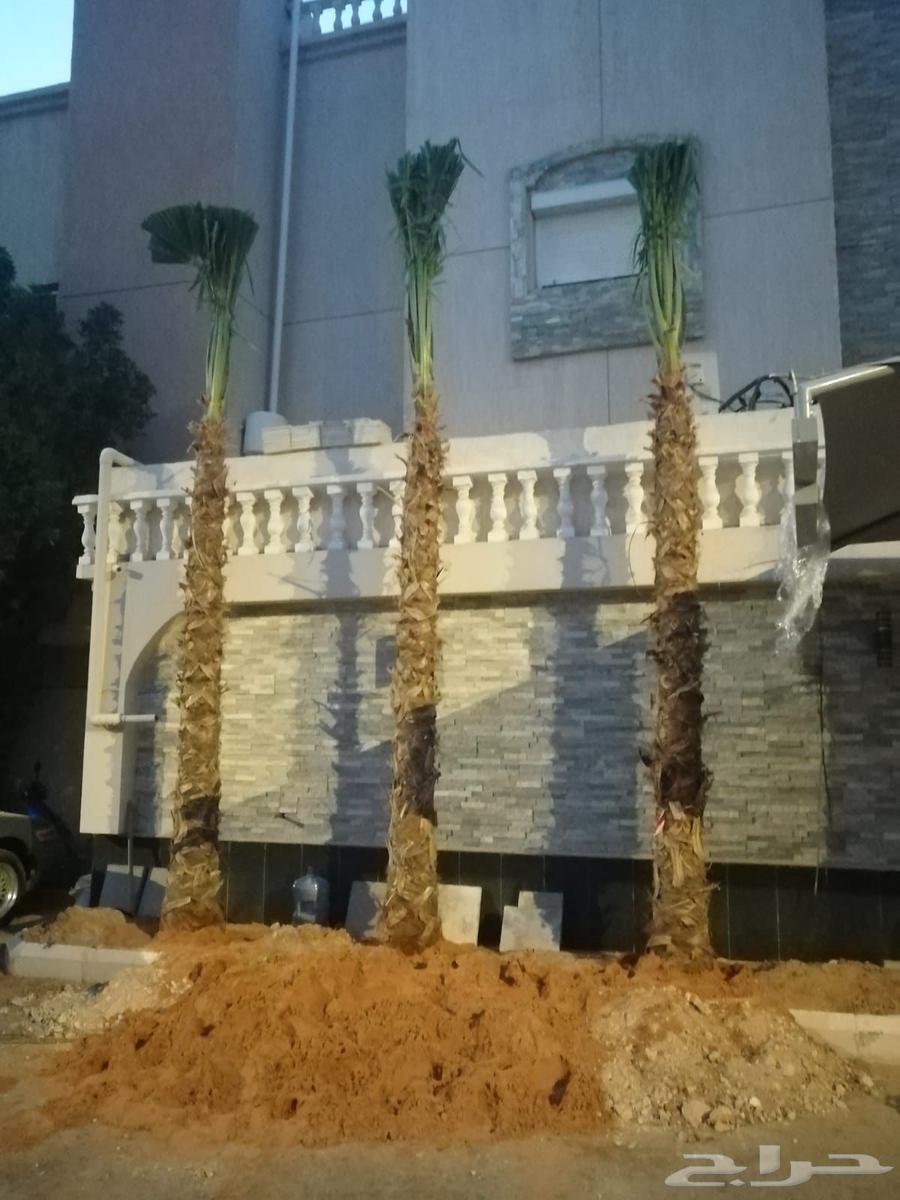 نخيل واشنطني للبيع64569767291009112