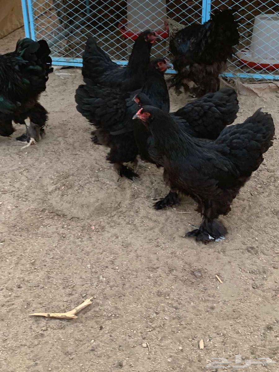 طقمين براهما الماني فاخرر64568646621954113