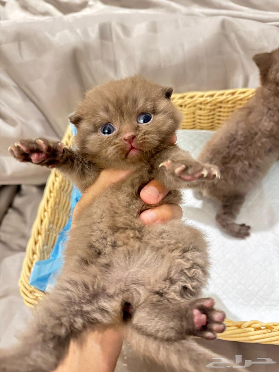 سكوتش فولد و ستريت للبيع64568393355905110