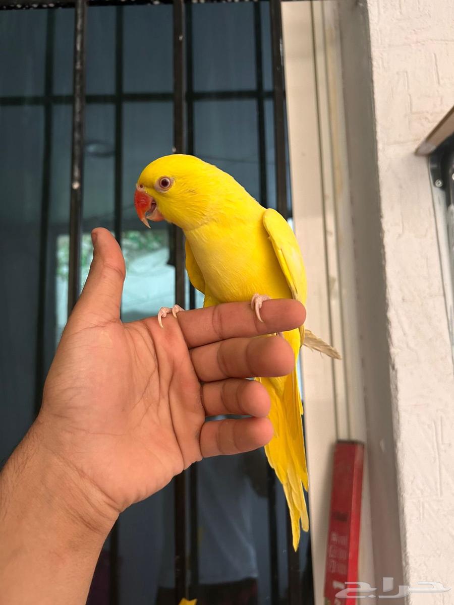 ذكر دره هولندي لاتينو أليف وهدد ومتكلم فاخر64563494370563113