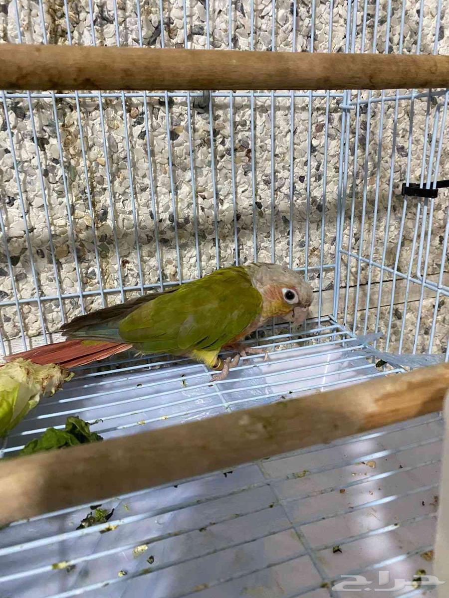 كنيور اناناس ذكر شرط سعر 365ريال64564629545730113