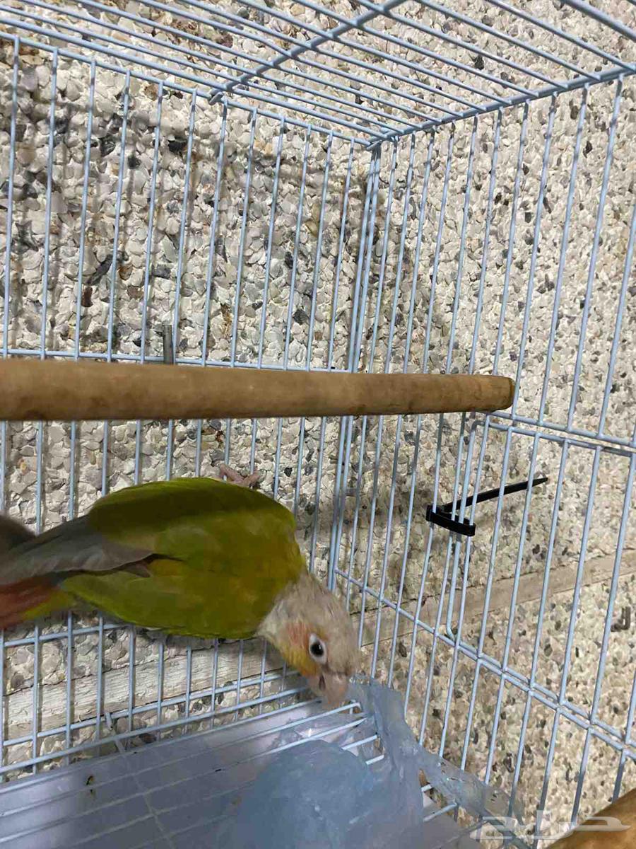 كنيور اناناس ذكر شرط سعر 365ريال64564629545730111