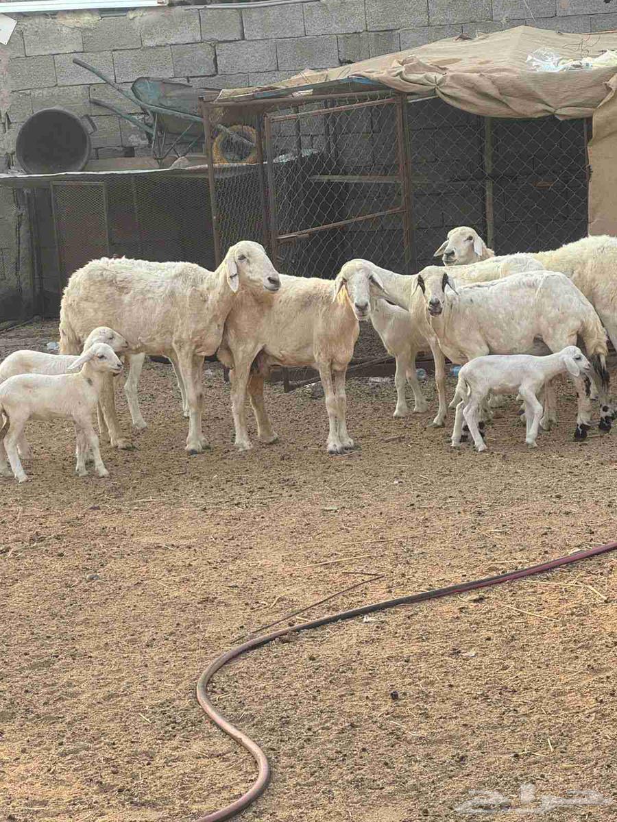 Khulfat sheep64556084815618112