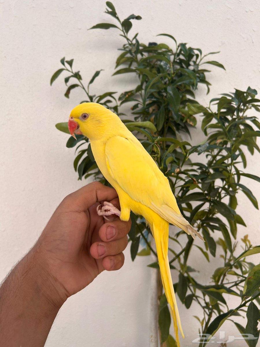 ذكر دره هولندي لاتينو أليف وهدد ومتكلم فاخر64563494370563111