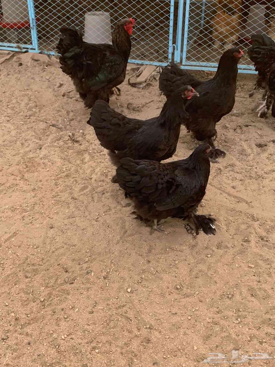 طقمين براهما الماني فاخرر64568646621954112