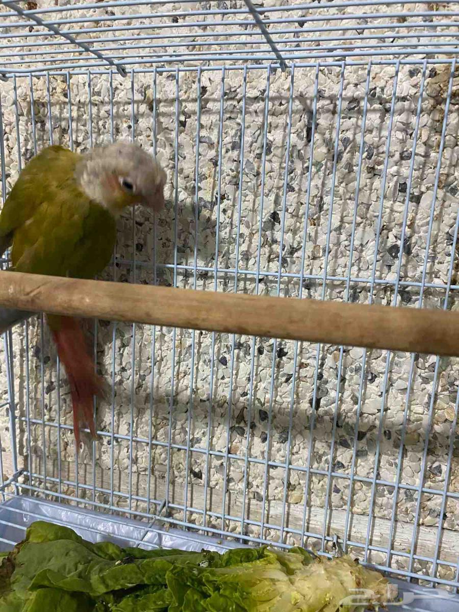 كنيور اناناس ذكر شرط سعر 365ريال64564629545730112