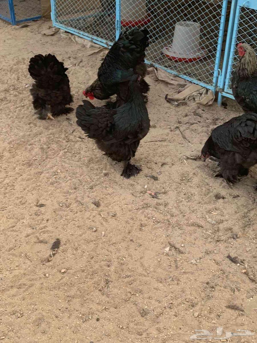 طقمين براهما الماني فاخرر64568646621954111