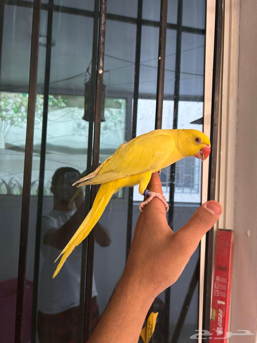 ذكر دره هولندي لاتينو أليف وهدد ومتكلم فاخر64563494370563114