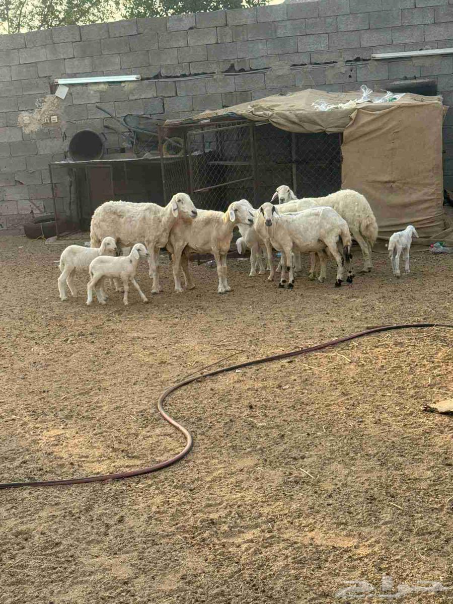 Khulfat sheep64556084815618113