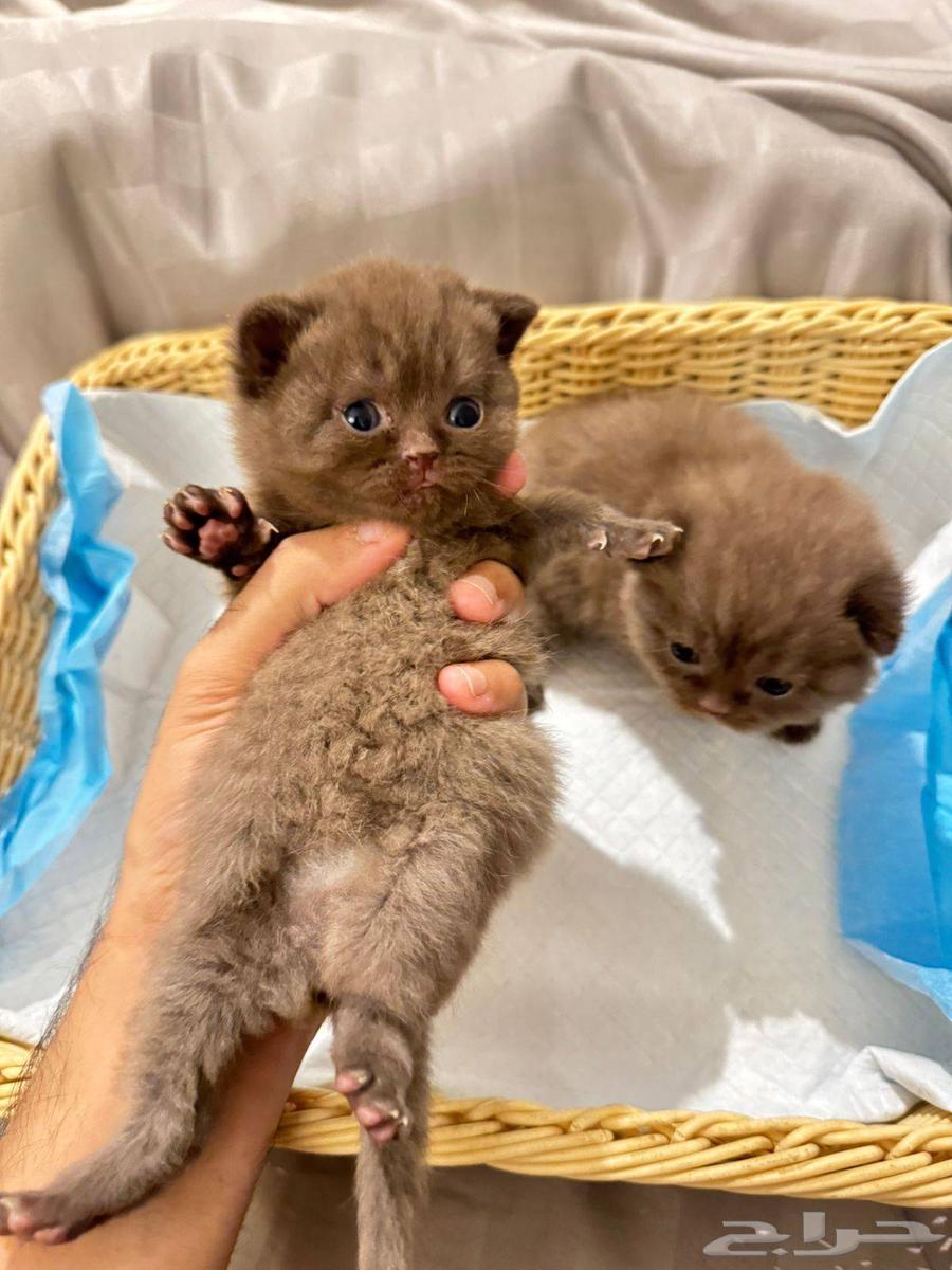 سكوتش فولد و ستريت للبيع64568393355905112