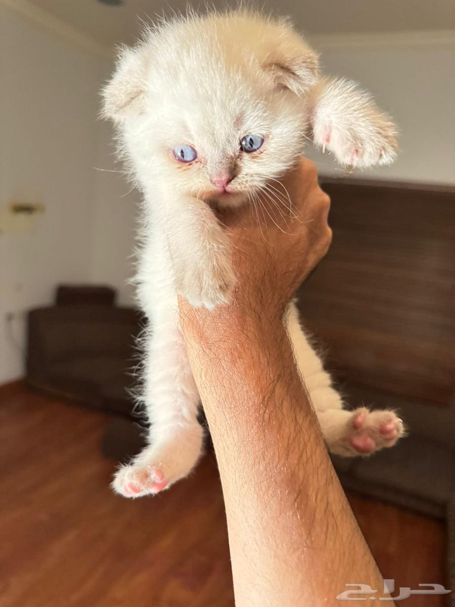 سكوتش فولد و ستريت للبيع64568393355905113