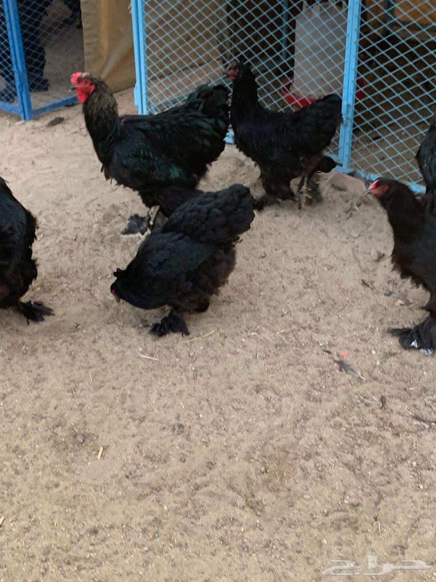 طقمين براهما الماني فاخرر64568646621954114