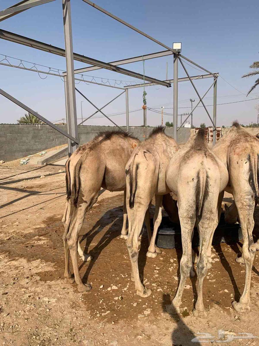 قعدان صومالية مفاريد للبيع قعود حاشي64562713214083112