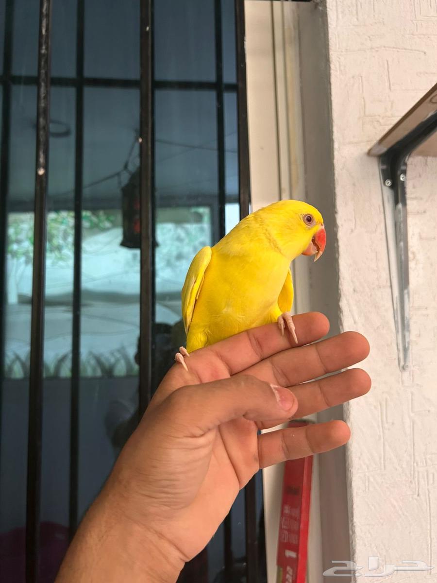 ذكر دره هولندي لاتينو أليف وهدد ومتكلم فاخر64563494370563112