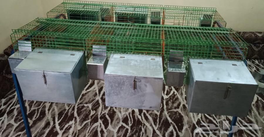 بطارية ارانب 6 عيون64571120446466114