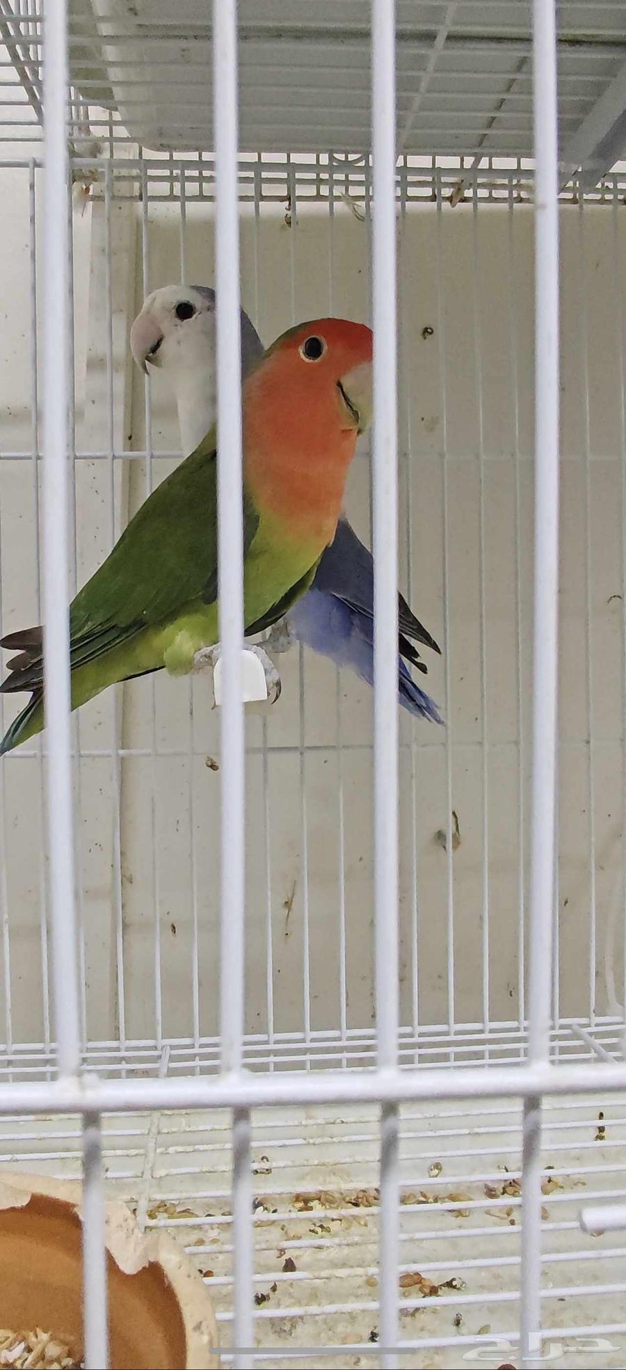 للبيع زوج روز64570148758659110