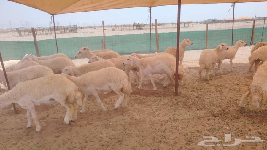 رخال حريات حرش صنف فاخره 55تحتها164566133873281114