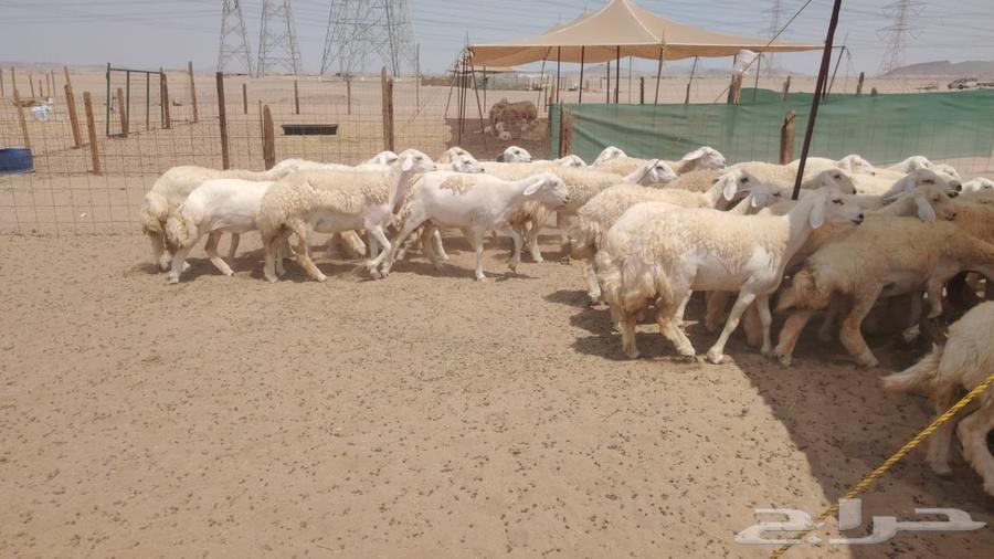 رخال حريات حرش صنف فاخره 55تحتها164566133873281112