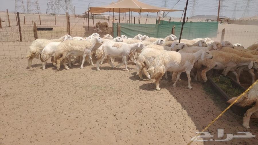 رخال حريات حرش صنف فاخره 55تحتها164566133873281111