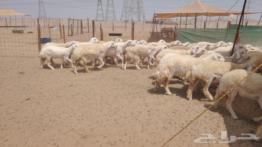 رخال حريات حرش صنف فاخره 55تحتها164566133873281110