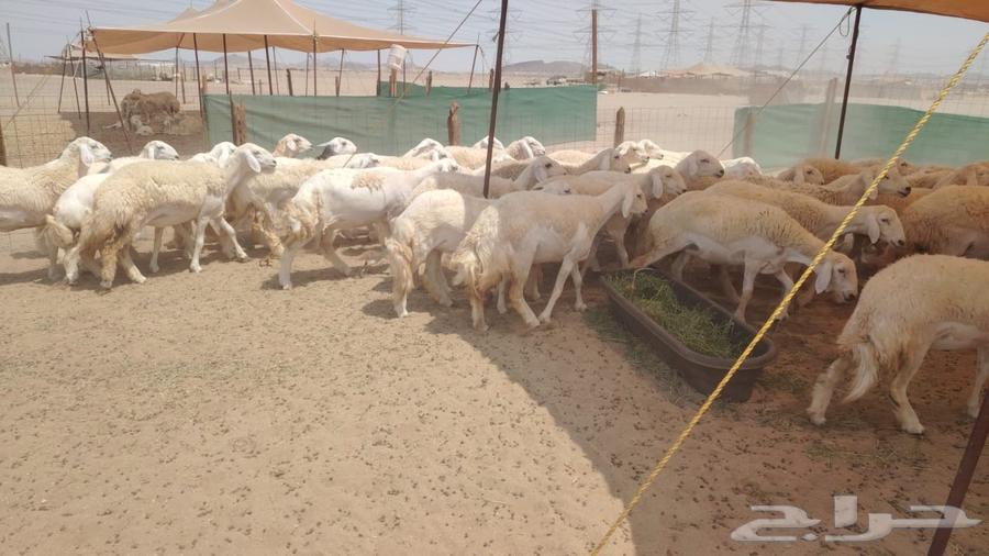 رخال حريات حرش صنف فاخره 55تحتها164566133873281113