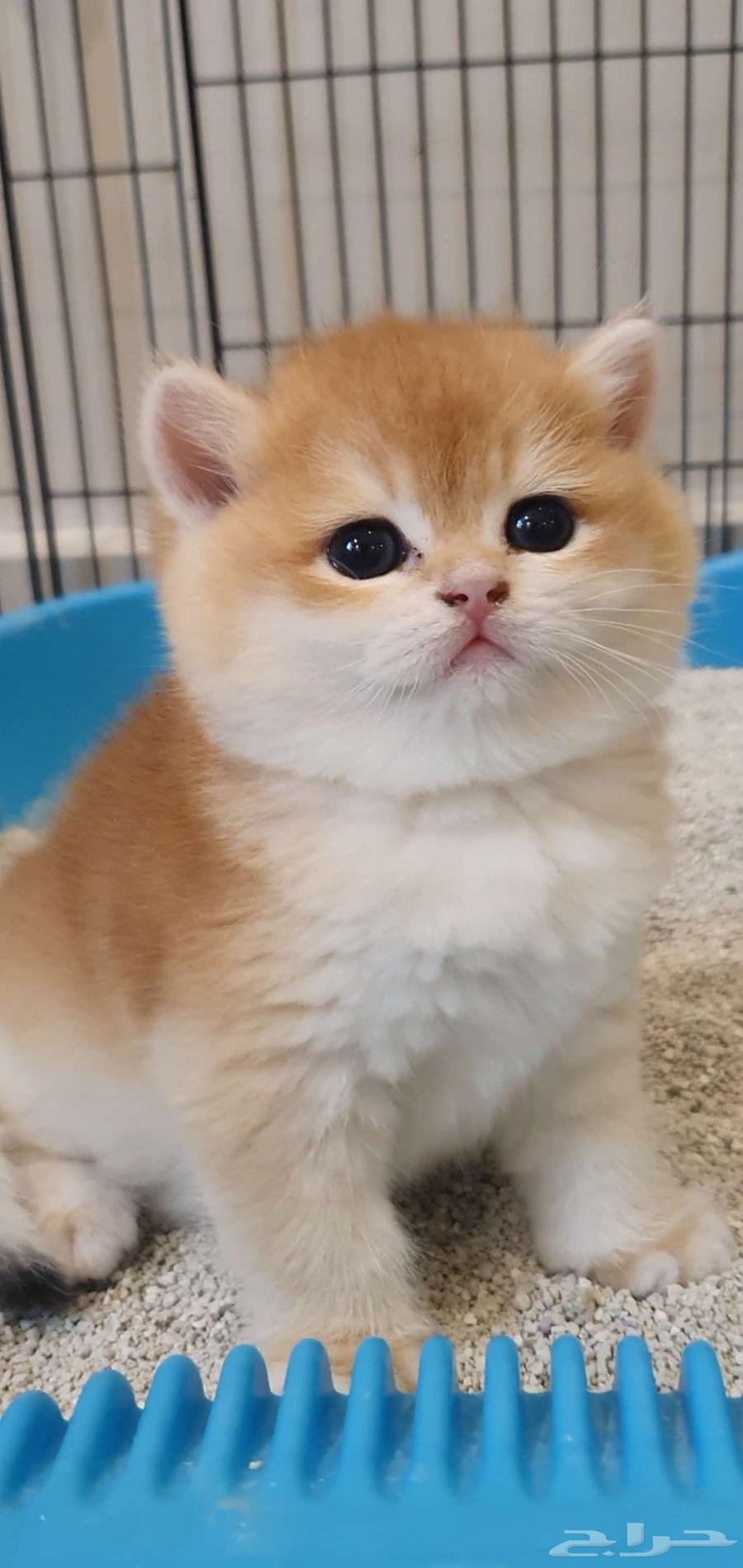 قط برتش كتنز للبيع64438297332354110