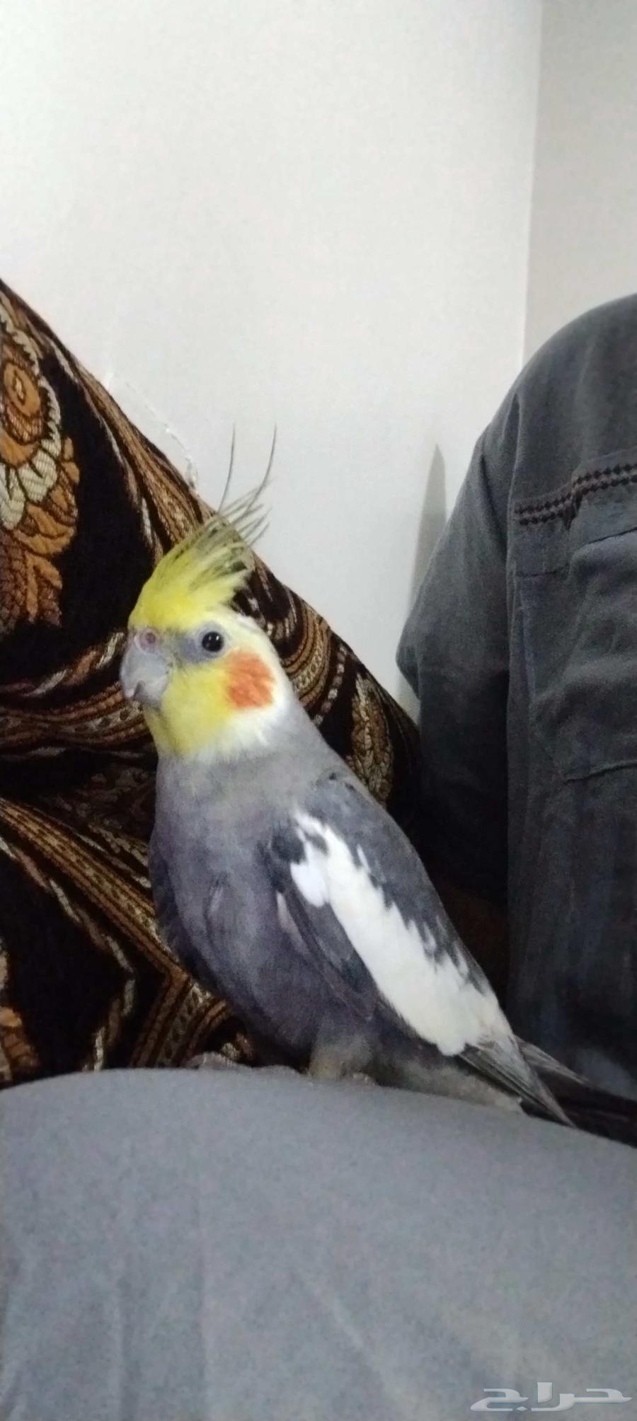 طير كوكتيل باكستاني للبيع64567919238147114