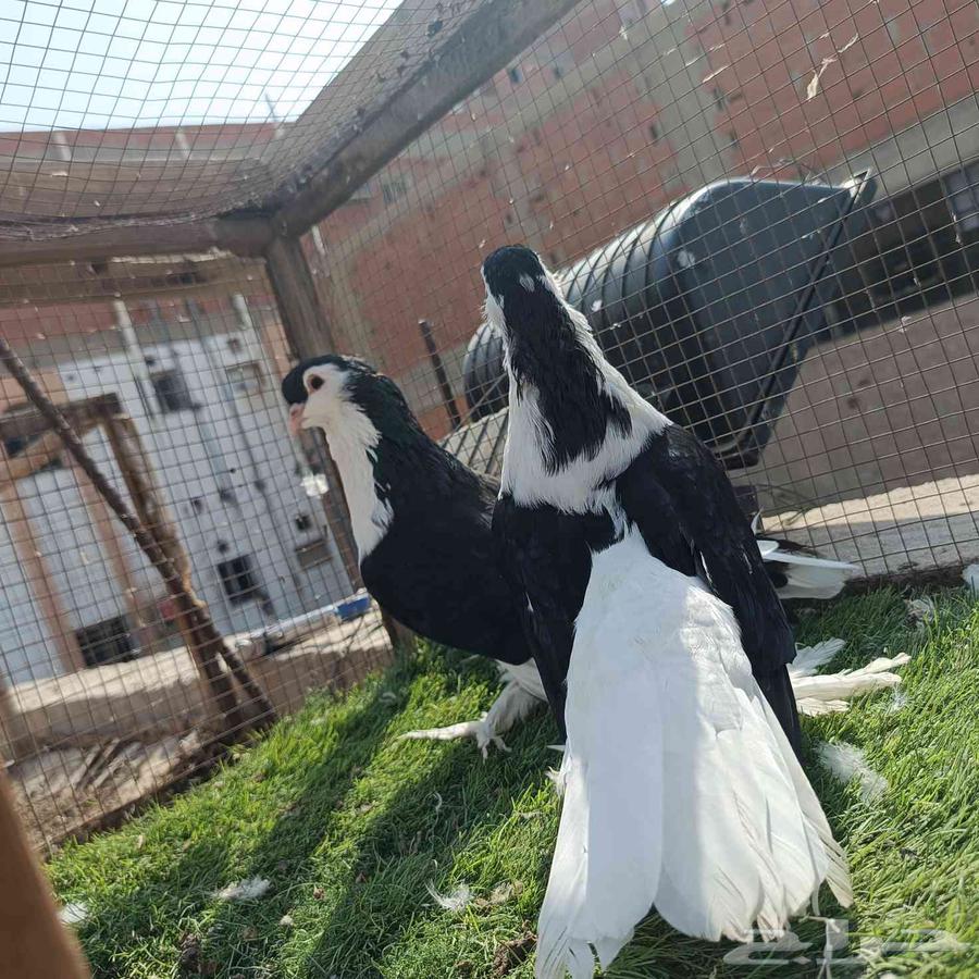 Shirazi Pigeon Pair, High Quality64564768351746112