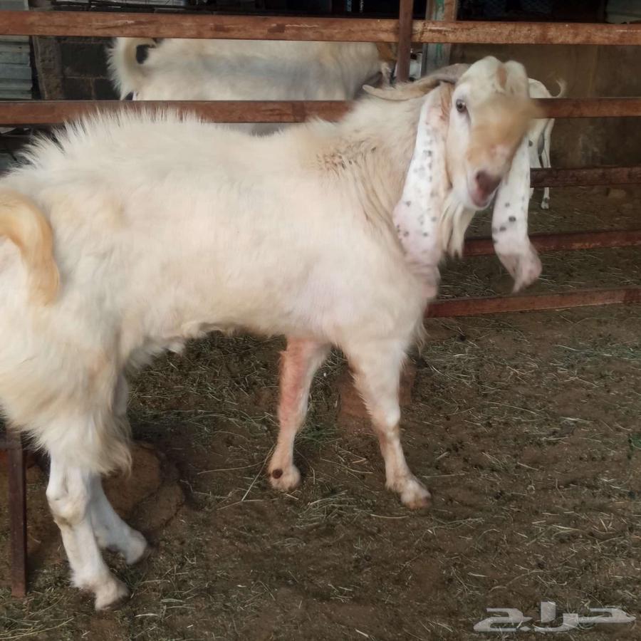 الفحل المصري للبيع64568523416835114