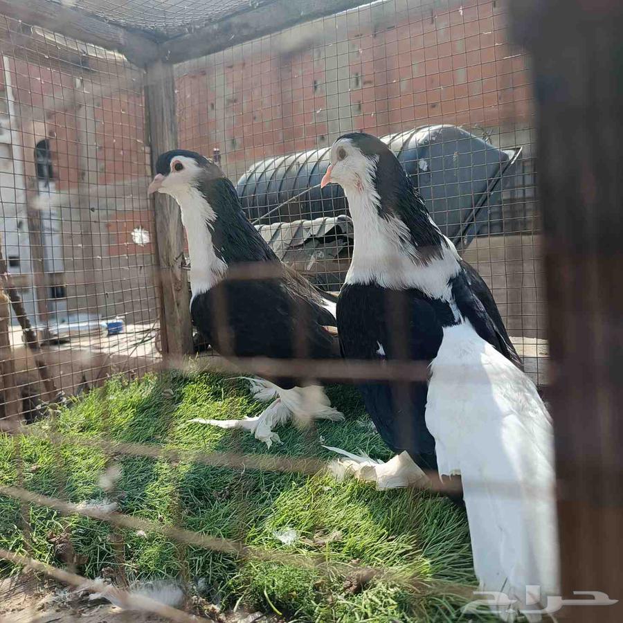 Shirazi Pigeon Pair, High Quality64564768351746111
