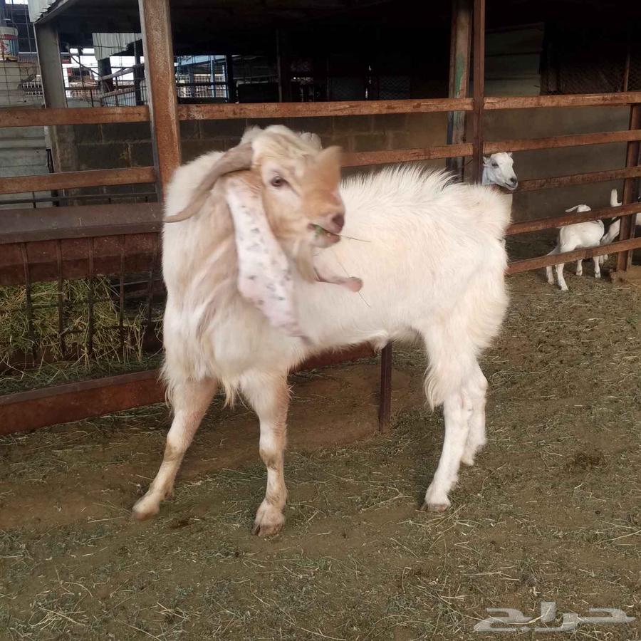 الفحل المصري للبيع64568523416835110