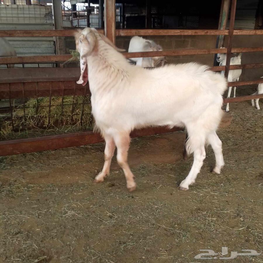 الفحل المصري للبيع64568523416835112