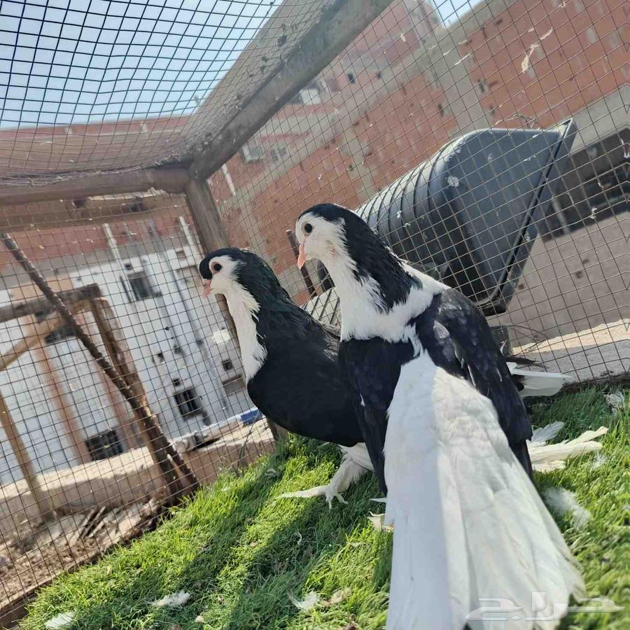 Shirazi Pigeon Pair, High Quality64564768351746110