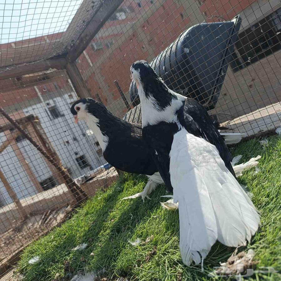 Shirazi Pigeon Pair, High Quality64564768351746113