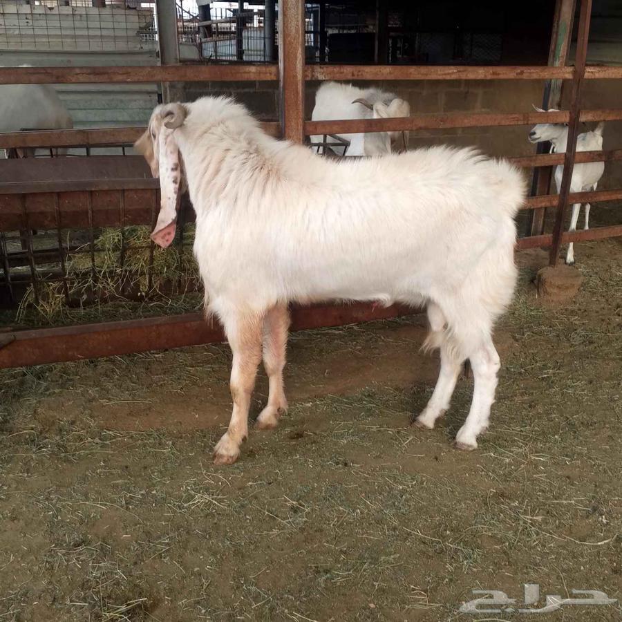 الفحل المصري للبيع64568523416835111