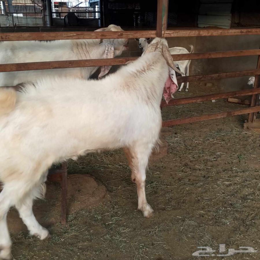 الفحل المصري للبيع64568523416835113