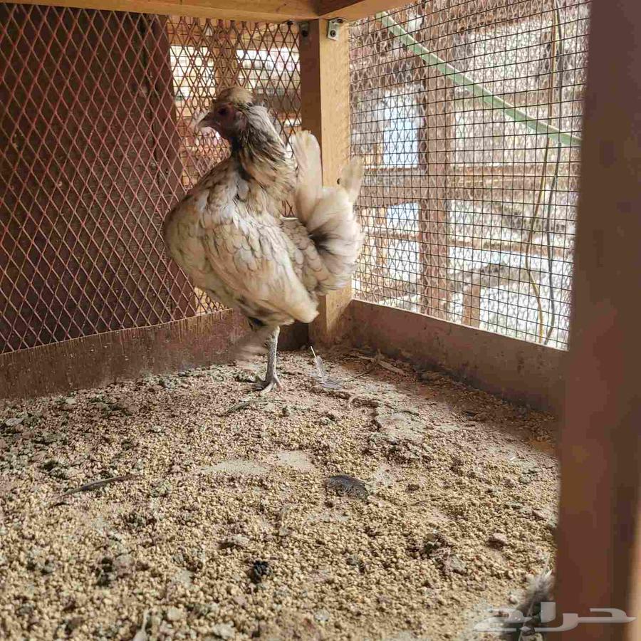 دجاجتين كوبرا64568660305921112