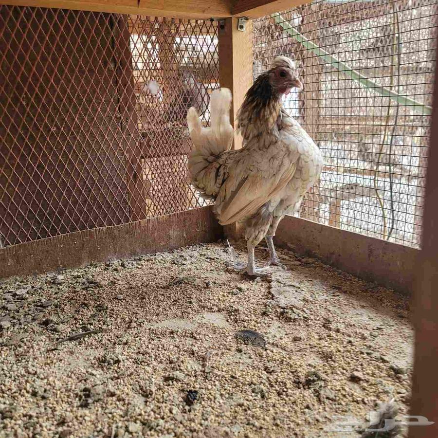 دجاجتين كوبرا64568660305921110