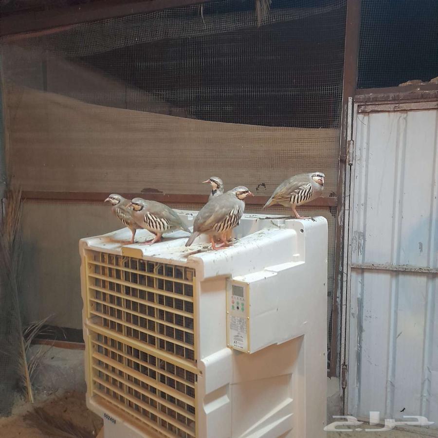 Syrian Chanticleer64567004707843111