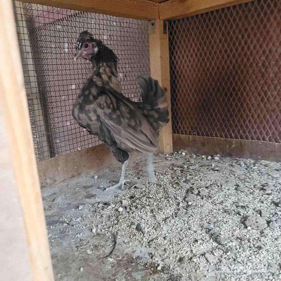 دجاجتين كوبرا64568660305921111