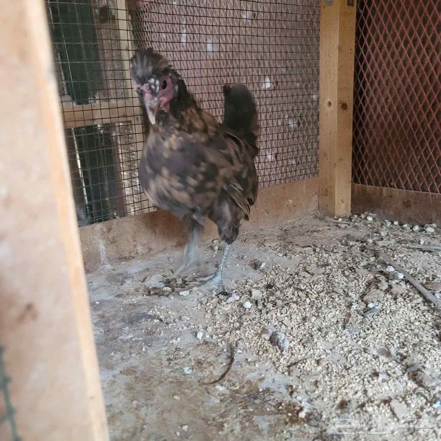 دجاجتين كوبرا64568660305921113