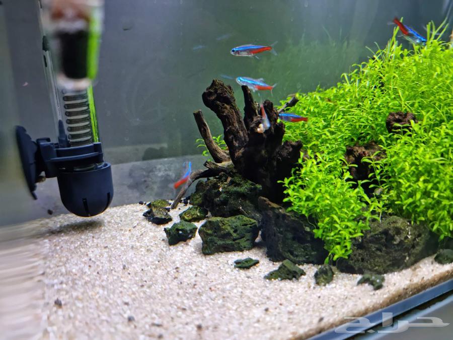 حوض مزروع كامل وجاهز شريمب   نيون   حلزون   ملحقات64570217223425114