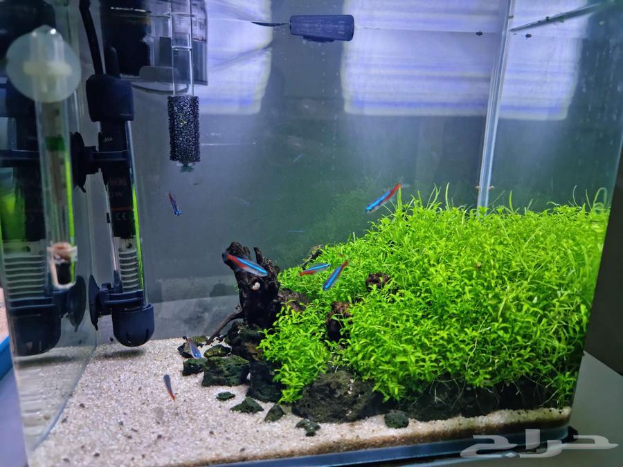 حوض مزروع كامل وجاهز شريمب   نيون   حلزون   ملحقات64570217223425113