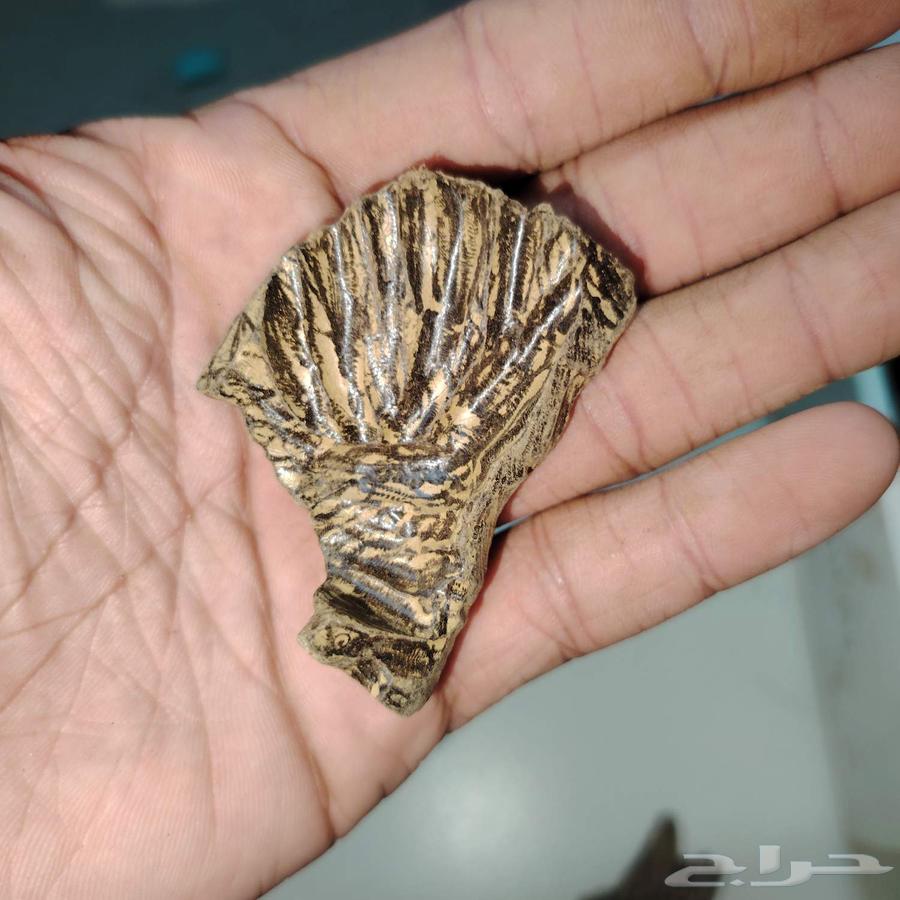 كلمنتان طبيعي محسن بيوور اي بي سوبر درجه اولى( العود الازرق)64566921008259114