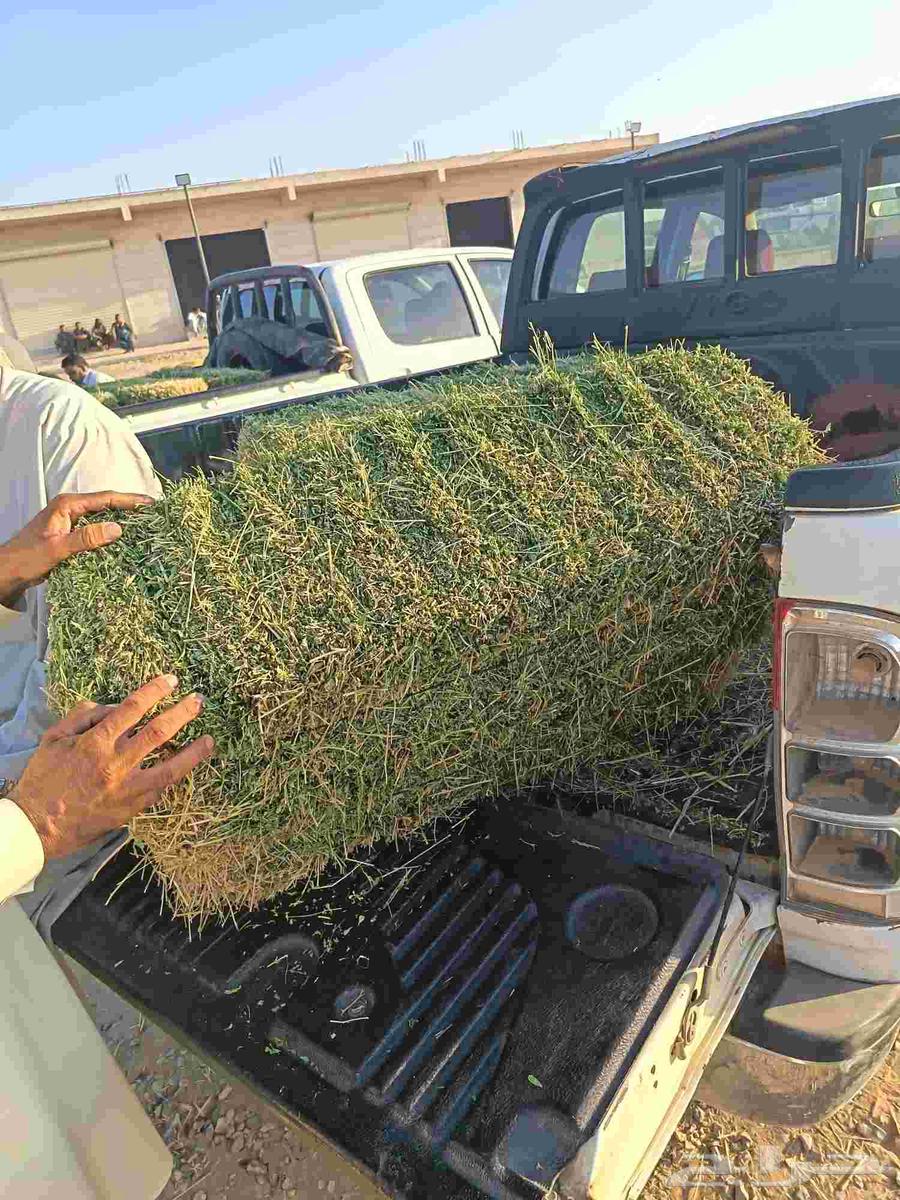 برسيم صافي 27 ريال طبرجل64565814670979114