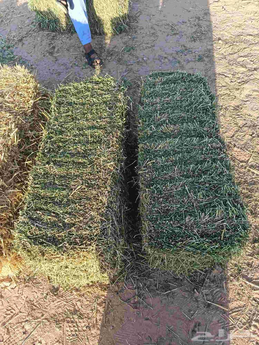 برسيم صافي 27 ريال طبرجل64565814670979113